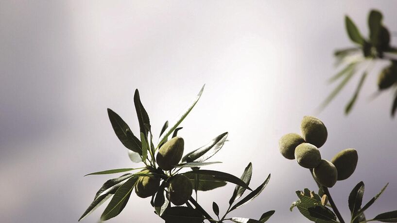 Empresa espanhola investe 7,9 milhões para produzir amêndoa no Alentejo