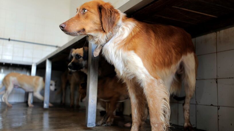 Governo avança com apoios às câmaras para esterilização de animais