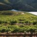 Douro e Alentejo escapam à quebra na produção de vinho em 2018