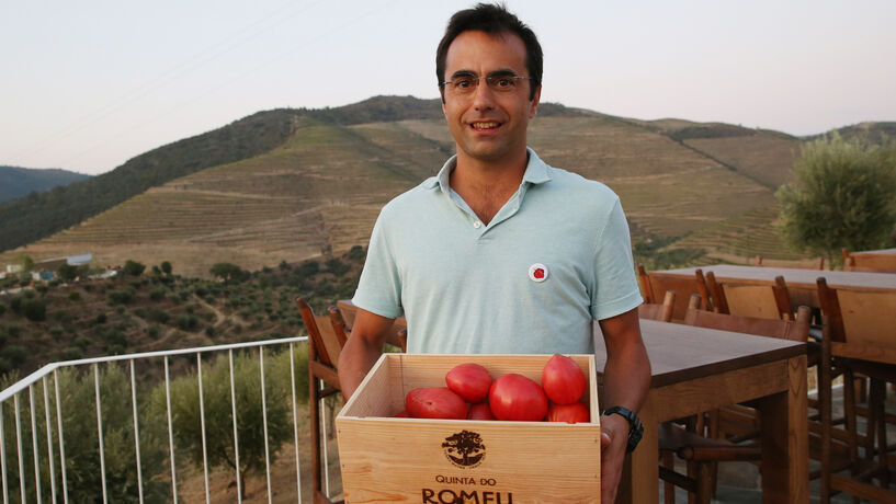 O segredo do tomate do Douro