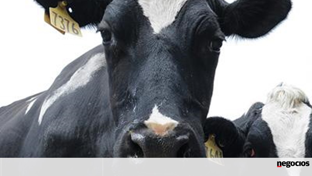 El cártel de la leche en España se salda con multas de 28 millones.  El propietario de Parmalat y Nestlé entre los actores implicados – Empresas