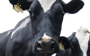 Cartel do leite em Espanha resulta em coimas de 28 milhões. Dona da Parmalat e Nestlé entre implicadas