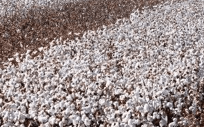Primark quer duplicar para 60% algodão orgânico nas suas coleções até 2025
