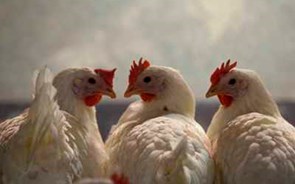 UE limita importações de aves de capoeira, milho e aveia da Ucrânia