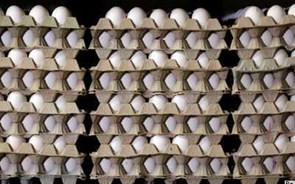Portugal afectado por crise dos ovos contaminados com pesticida