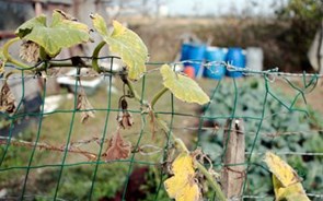 Regresso &agrave; agricultura - a necessidade agu&ccedil;a a vontade?