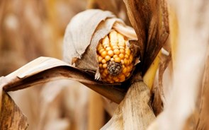 Área de milho geneticamente modificado cresceu em Portugal 