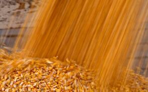milho agricultura materias-primas commodities agricolas cereais