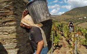 Vindimas  no Douro.