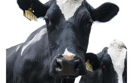 Produtores de leite admitem sair à rua contra burocracia adicional para receberem apoios