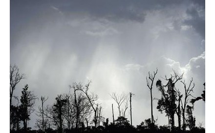 Governo vai usar fisco como instrumento de política florestal 