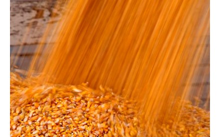 Quatro grupos agro-químicos controlarão 63% das sementes mundiais