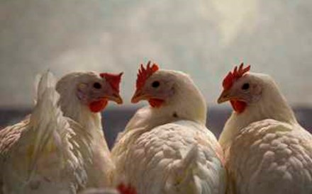 UE limita importações de aves de capoeira, milho e aveia da Ucrânia
