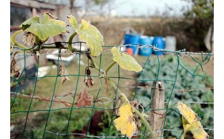 Regresso &agrave; agricultura - a necessidade agu&ccedil;a a vontade?