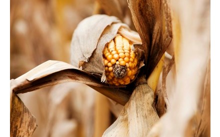 Área de milho geneticamente modificado cresceu em Portugal 