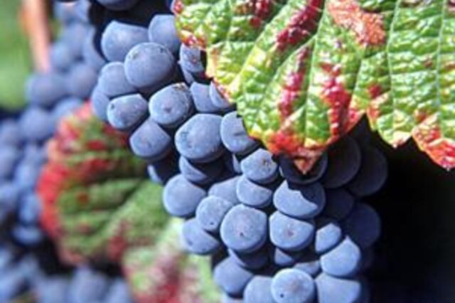 Seguro de 6,4 milh&otilde;es protege metade das uvas na regi&atilde;o do Tejo 