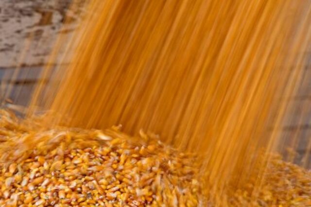 Quatro grupos agro-químicos controlarão 63% das sementes mundiais