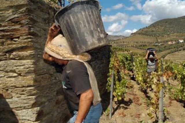 Governo sem medidas para ajudar viticultores do Douro a braços com sangria na compra de uvas