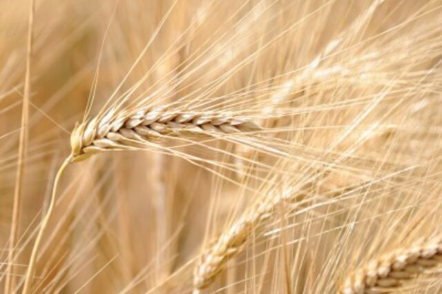 Seca corta um quinto da produção de cereais