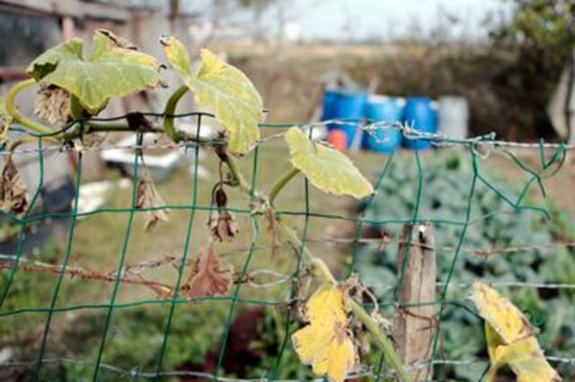 Regresso &agrave; agricultura - a necessidade agu&ccedil;a a vontade?