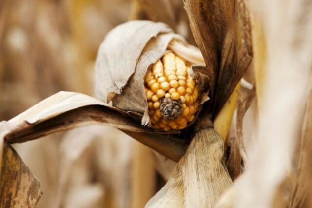 Área de milho geneticamente modificado cresceu em Portugal 