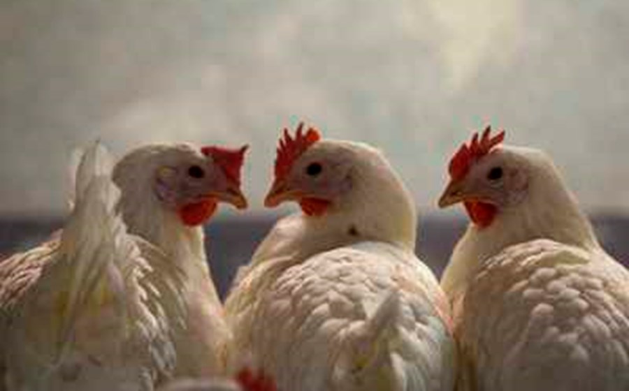 Governo 'não vai propor o abate' de galinhas para cumprir lei europeia