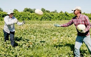 Governo diz que ajudas directas aos agricultores vão ser pagas em Outubro