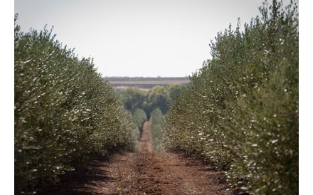 Herdade alentejana investe 14 milh&otilde;es na produ&ccedil;&atilde;o de azeite