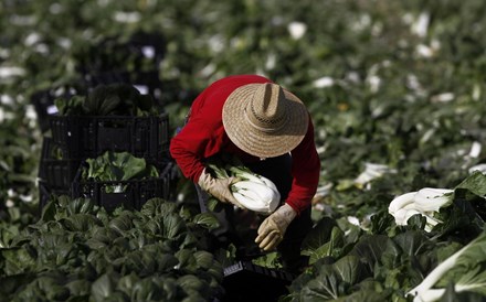 Horticultores do Oeste desesperam com quebras entre 40 e 50% em várias culturas