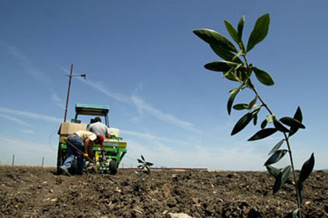 Regadio multiplica por quatro valor da produção agrícola