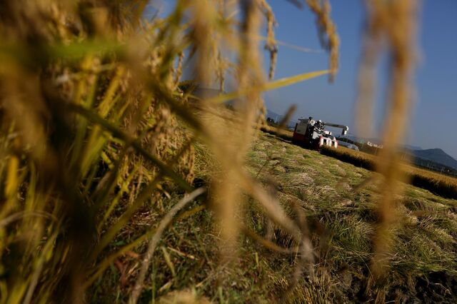Produtores de arroz dizem que chuva do último mês garante campanha para 2018