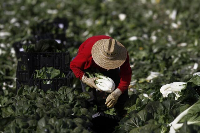Horticultores do Oeste desesperam com quebras entre 40 e 50% em várias culturas