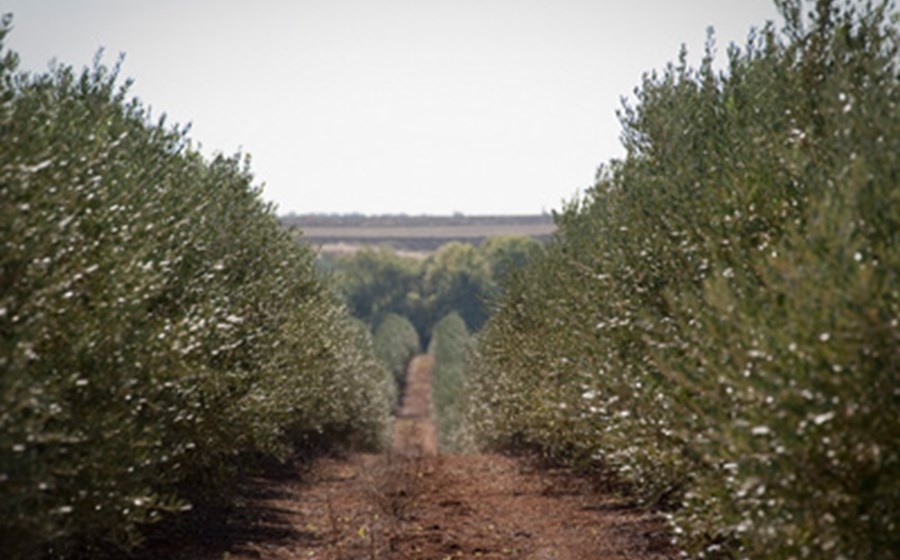 Herdade alentejana investe 14 milh&otilde;es na produ&ccedil;&atilde;o de azeite