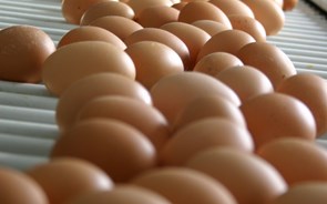 Nutroton parte em busca de uma nova galinha dos ovos de ouro 