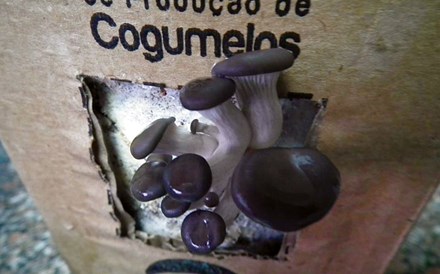 Cogus Box - Cogumelos a crescer na cozinha