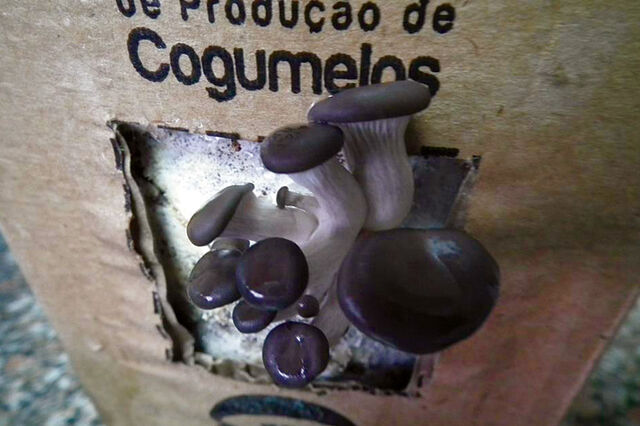 Cogus Box - Cogumelos a crescer na cozinha