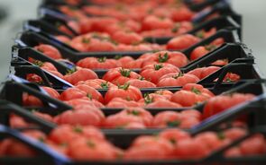 verduras legumes tomate caixa comercio