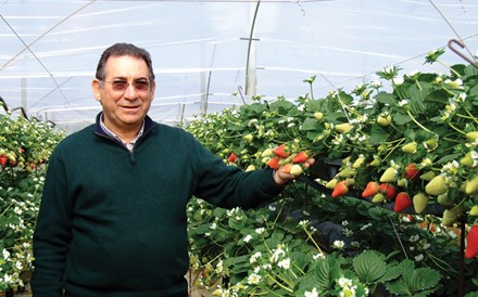 Hubel: Morangos e framboesas do Inverno algarvio