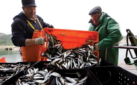 Portugal importa quase o dobro da sardinha que pesca