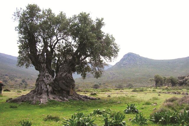 O desaparecimento de uma oliveira 