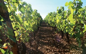 Symington e Anselmo Mendes anunciam nova 'joint-venture' para produção de vinho verde