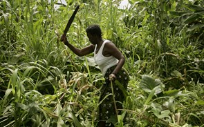 Braga lança Agro África para fertilizar negócios com Angola e Moçambique 