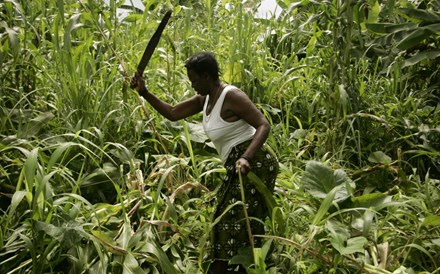 Braga lança Agro África para fertilizar negócios com Angola e Moçambique 