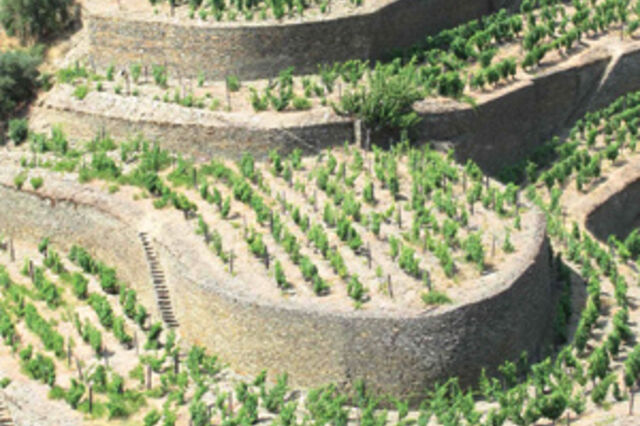 Estrangeiros valorizam o Douro 