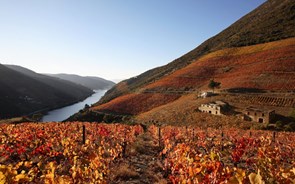 Insolvência da Casa do Douro vale 124,6 milhões