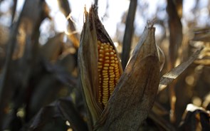 Governo cria rede nacional de estações experimentais para apoio aos agricultores