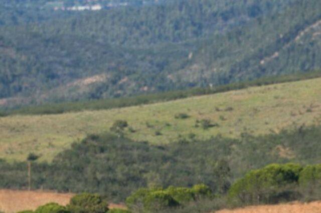 Director do Autódromo do Algarve considera difícil regresso da Fórmula1