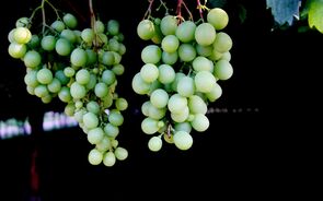 vinha vinho agricultura uvas