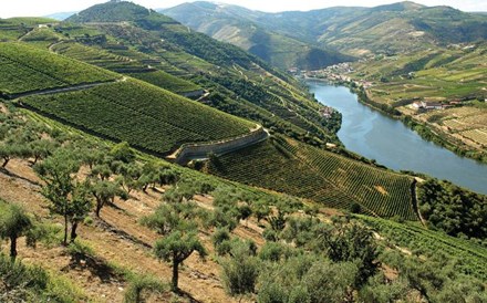 Estado reduz 'custos de contexto' para os produtores do Douro