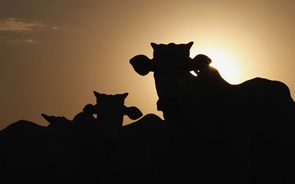 Pecuária em declínio na UE. Portugal com uma das maiores quedas na população de bovinos